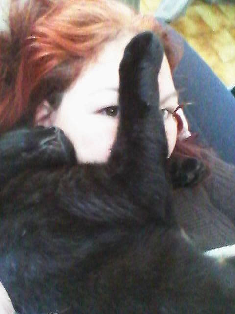 Kiwi a rejoint le concours — aidez-le/la à gagner de superbes lots ! brown_hair, canidae, carnivore, companion_dog, dog_breed, ear, fawn, hair, long_hair, snout, sporting_group