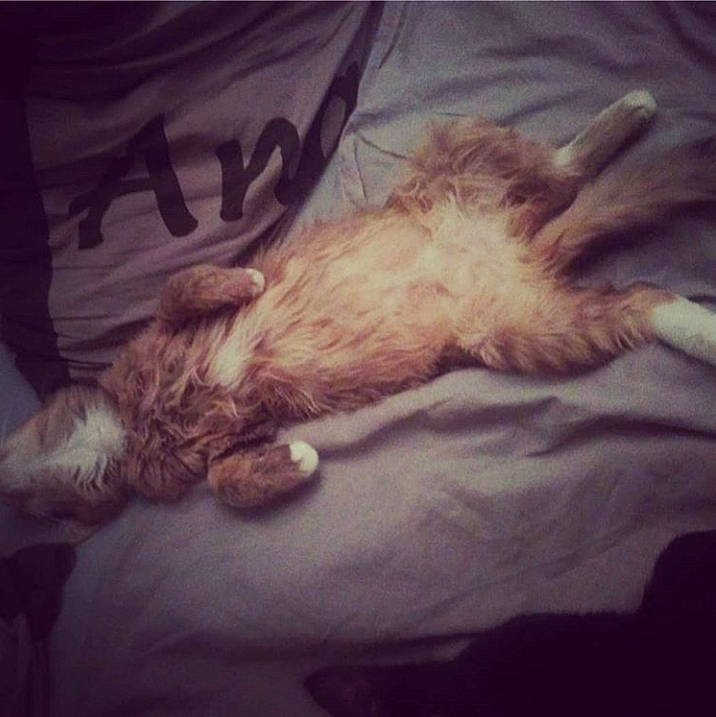 Channel participe au concours pour gagner de l'argent avec cette photo : canidae, carnivore, cat, cloud, felidae, flesh, fur, hand, long_hair, nap, sky, sleep, small_to_medium_sized_cats, tail