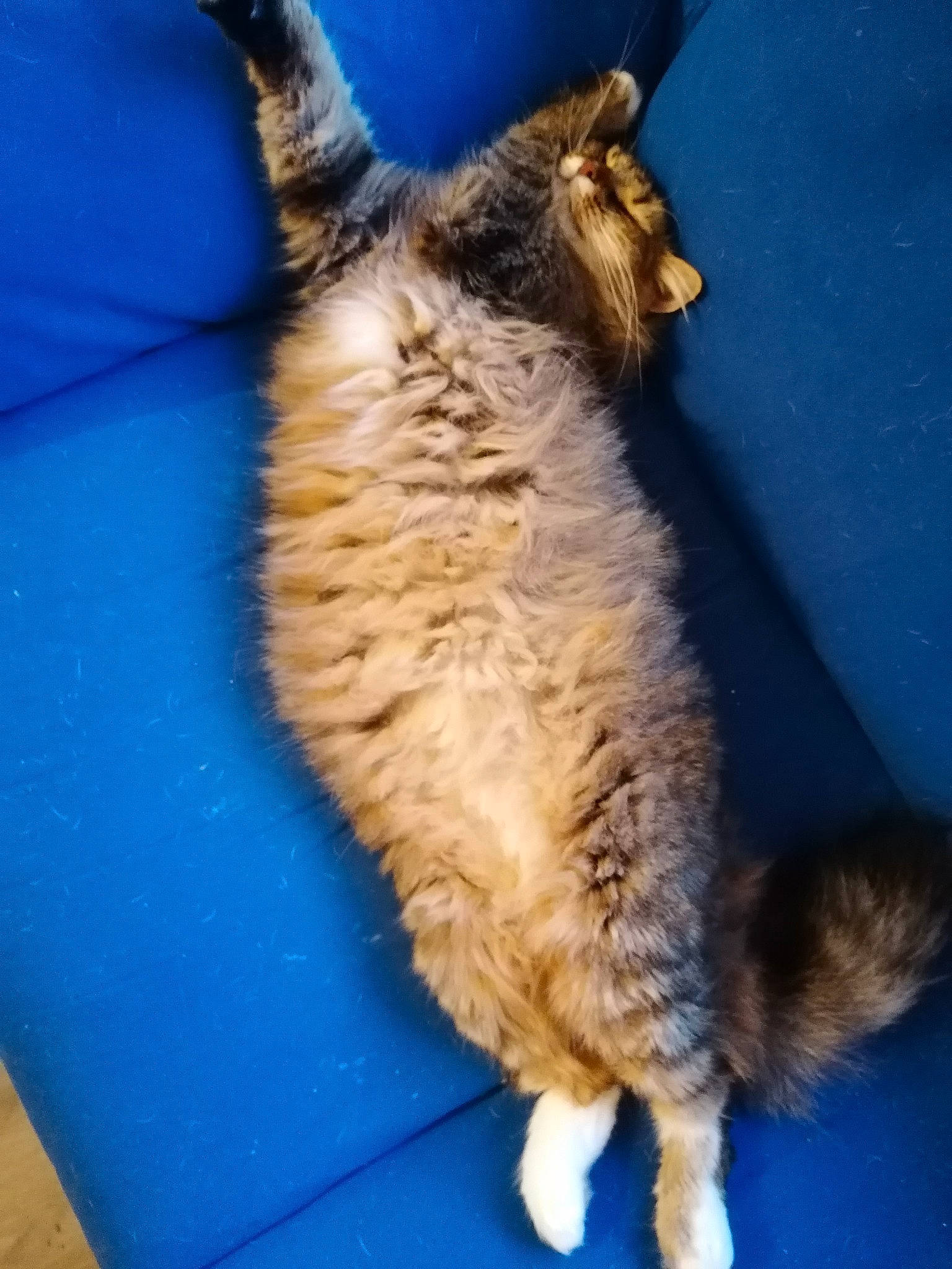 Channel a rejoint le concours — aidez-le/la à gagner de superbes lots ! carnivore, cat, domestic_short_haired_cat, european_shorthair, fawn, felidae, german_rex, kitten, small_to_medium_sized_cats, somali, tabby_cat, tail, whiskers