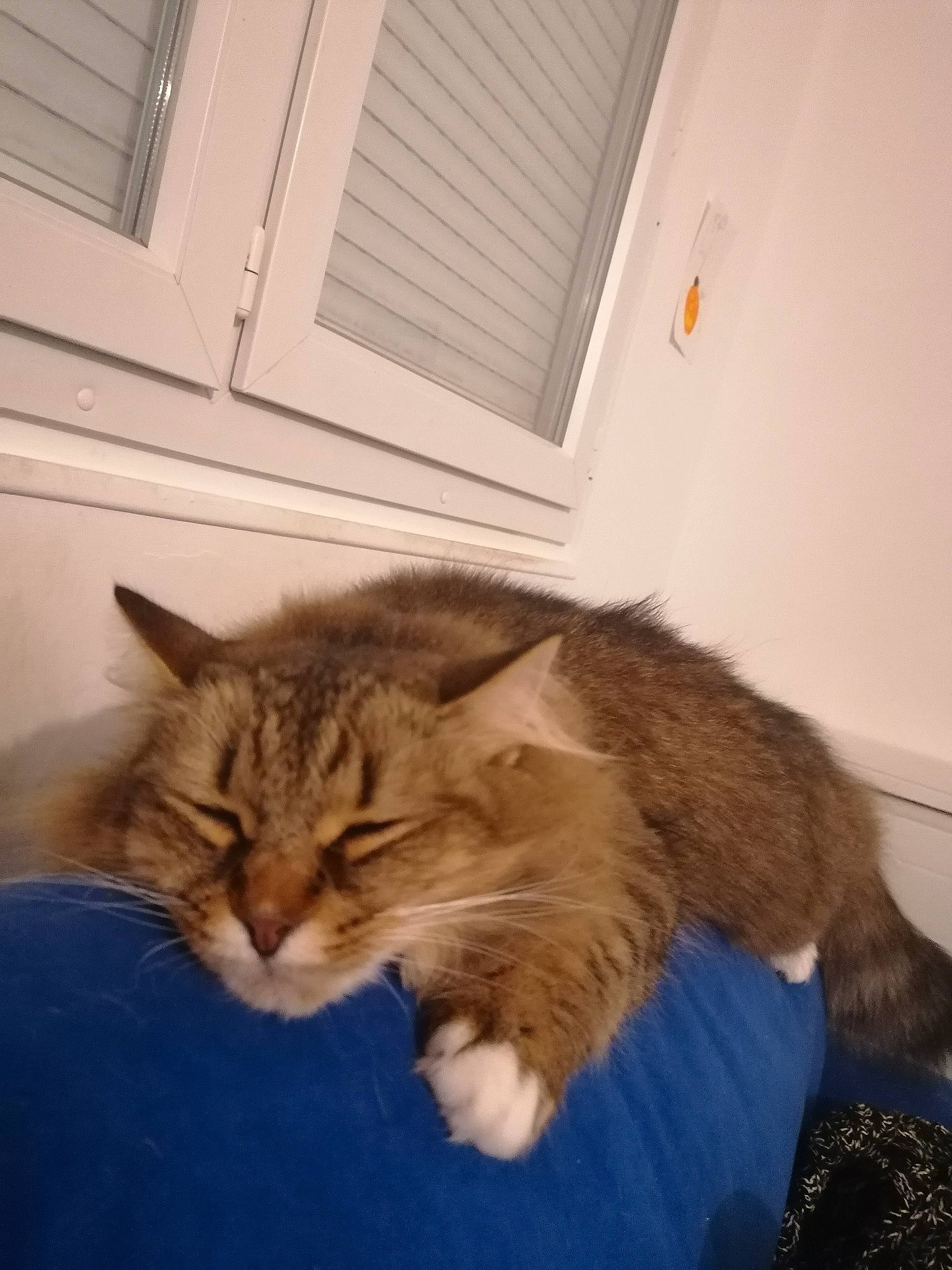 Channel participe au concours pour gagner de l'argent avec cette photo : british_semi_longhair, carnivore, cat, cymric, domestic_long_haired_cat, domestic_short_haired_cat, european_shorthair, fawn, felidae, fur, kitten, maine_coon, mammal, norwegian_forest_cat, persian, ragamuffin, siberian, small_to_medium_sized_cats, tail, whiskers