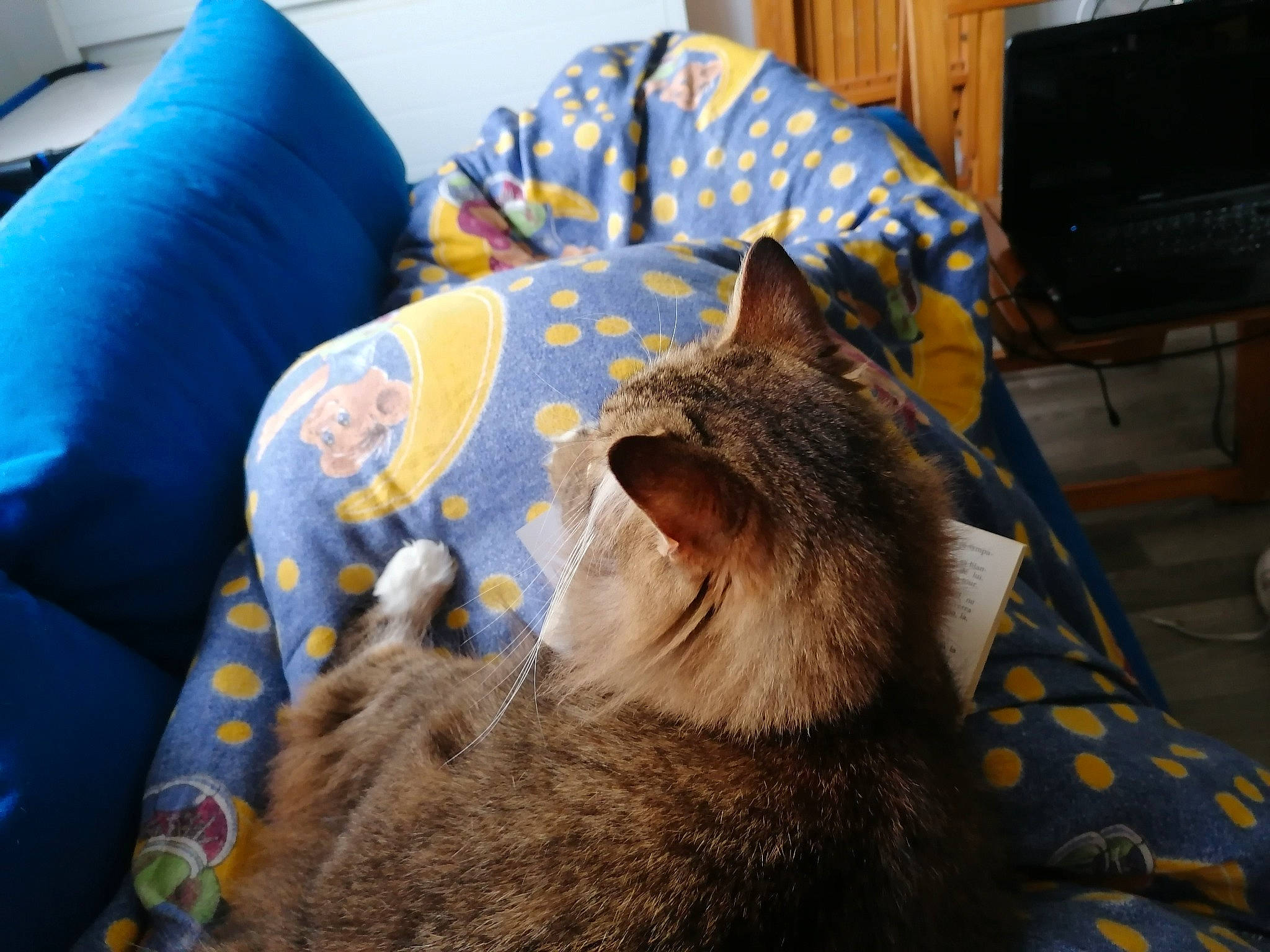 Channel a rejoint le concours — aidez-le/la à gagner de superbes lots ! asian, bed, carnivore, cat, chair, domestic_short_haired_cat, european_shorthair, facial_expression, felidae, fur, furniture, kitten, linens, mammal, nap, nebelung, small_to_medium_sized_cats, tabby_cat, whiskers