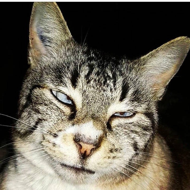 Opal participe au concours pour gagner de l'argent avec cette photo : american_shorthair, american_wirehair, asian, california_spangled, carnivore, cat, close_up, domestic_short_haired_cat, dragon_li, european_shorthair, eye, felidae, mammal, nose, small_to_medium_sized_cats, snout, tabby_cat, vertebrate, whiskers, wildlife