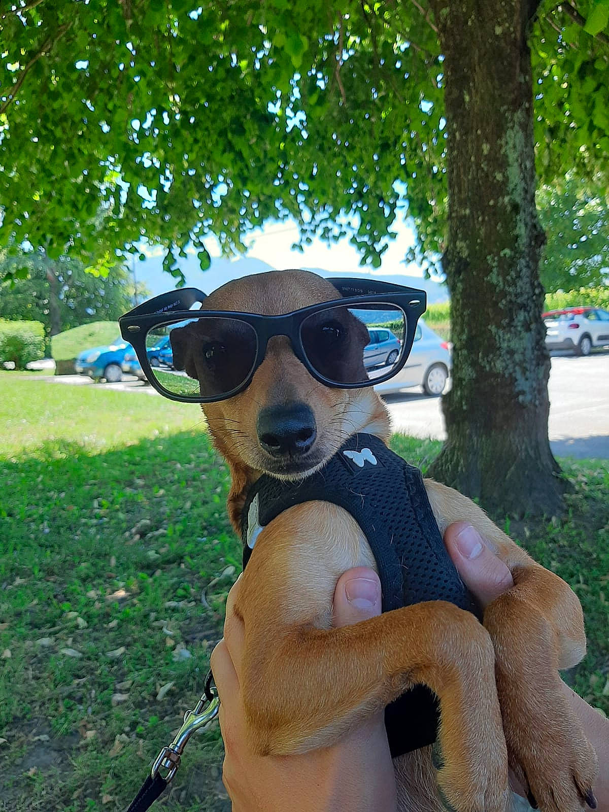 Yuky a rejoint le concours — aidez-le/la à gagner de superbes lots ! canidae, carnivore, companion_dog, cool, dog, dog_breed, eyewear, fawn, glasses, goggles, grass, personal_protective_equipment, photography, puppy, snout, sunglasses, tree, vacation, vision_care