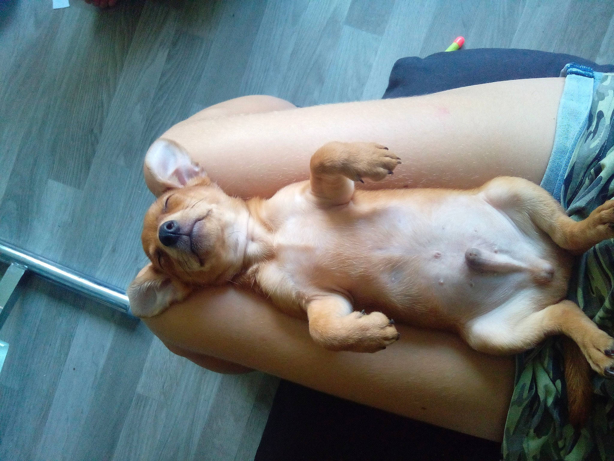 Yuky a rejoint le concours — aidez-le/la à gagner de superbes lots ! canidae, carnivore, companion_dog, dog, dog_breed, fawn, paw, puppy, puppy_love, sporting_group