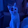 Sushi participe au concours pour gagner de l'argent avec cette photo : cat, kitten, animal, pet, sitting, upright, blue_lighting, portrait, indoors, bed, blanket, cozy, dark_room, wide_eyes, pointed_ears, whiskers, fur, cute, curious, photography
