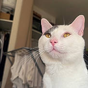 Sushi participe au concours pour gagner de l'argent avec cette photo : cat, white_cat, pet, animal, feline, portrait, close_up, golden_eyes, pink_nose, pink_ears, whiskers, fur, indoor, home, bedroom, closet, clothing, laundry, human_leg, photography