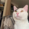 cat, white_cat, pet, animal, feline, portrait, close_up, golden_eyes, pink_nose, pink_ears, whiskers, fur, indoor, home, bedroom, closet, clothing, laundry, human_leg, photography