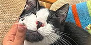 Milo joined the competition — help win amazing prizes! cat, black_and_white, pet, animal, whiskers, hand, relaxation, chair, furniture, striped_towel, close_up, indoor, comfort, content, scratching, cute, fur, sleepy, domestic_cat, resting