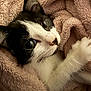 Milo joined the competition — help win amazing prizes! kitten, cat, black_and_white, fur, pet, animal, blanket, cozy, cute, eyes, whiskers, paw, soft, snuggle, indoor, closeup, face, young, feline, sleepy