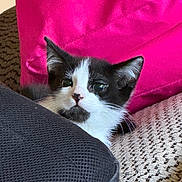 Milo joined the competition — help win amazing prizes! kitten, cat, black_and_white, pet, cozy, blanket, cushion, pillow, indoor, resting, cute, fur, whiskers, small, young, animal, relaxing, soft, comfort, domestic