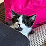 kitten, cat, black_and_white, pet, cozy, blanket, cushion, pillow, indoor, resting, cute, fur, whiskers, small, young, animal, relaxing, soft, comfort, domestic
