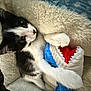Milo is registered to the contest to win money with this photo: kitten, cat, black_and_white, plush_toy, blanket, cozy, pet, cute, feline, indoor, soft, snuggling, young_animal, fur, animal, resting, comfort, paw, toy, closeup