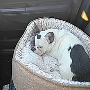 Dolcé joined the competition — help win amazing prizes! dog, french_bulldog, pet, dog_bed, car_interior, passenger_seat, sleeping, curled_up, white_fur, black_spot, ear, nose, plush, cozy, vehicle, door_handle, seat, fabric, relaxed, close_up