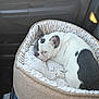 dog, french_bulldog, pet, dog_bed, car_interior, passenger_seat, sleeping, curled_up, white_fur, black_spot, ear, nose, plush, cozy, vehicle, door_handle, seat, fabric, relaxed, close_up