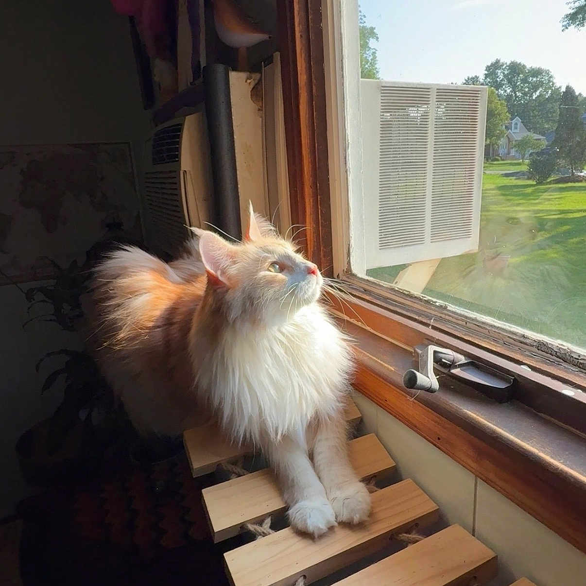 Louis is registered to the contest to win money with this photo: cat, fluffy, stretching, window, sunlight, wooden_perch, indoor, greenery, reflection, houseplant, air_conditioner, daylight, feline, pet, cozy, curtains, wood, relaxing, animal, home