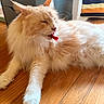 Louis is registered to the contest to win money with this photo: cat, fluffy, cream_color, tongue_out, relaxed, wooden_floor, indoor, striped_fabric, cabinet, pet, feline, cute, animal, resting, close_up, whiskers, paw, home, cozy, sleepy