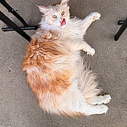 Louis joined the competition — help win amazing prizes! cat, fluffy, orange, white, licking, tongue_out, concrete, floor, chair_legs, outdoor, pet, fur, animal, cute, relaxed, lying_down, whiskers, ears, paws, playful