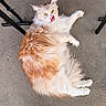 cat, fluffy, orange, white, licking, tongue_out, concrete, floor, chair_legs, outdoor, pet, fur, animal, cute, relaxed, lying_down, whiskers, ears, paws, playful