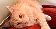 Louis joined the competition — help win amazing prizes! cat, fluffy, cream_colored, lounging, couch, orange, paw, stretching, indoor, relaxed, pet, feline, fur, whiskers, sleepy, cozy, home, wall, cat_tree, resting