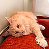 cat, fluffy, cream_colored, lounging, couch, orange, paw, stretching, indoor, relaxed, pet, feline, fur, whiskers, sleepy, cozy, home, wall, cat_tree, resting