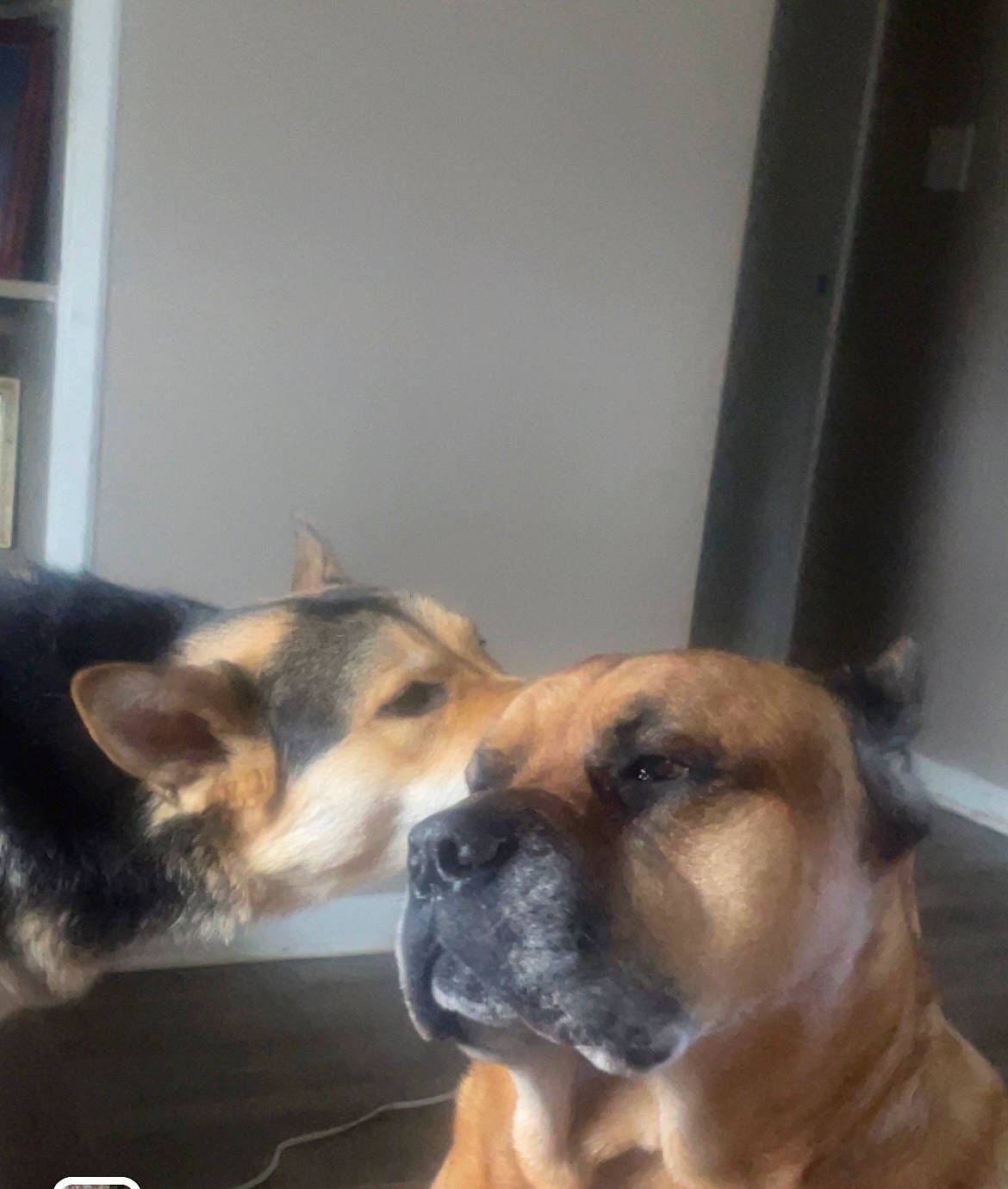 Capo is registered to the contest to win money with this photo: canidae, carnivore, chair, comfort, companion_dog, dog, dog_breed, fawn, fixture, flooring, fur, hardwood, house, paw, snout, sporting_group, whiskers, window, wood, working_dog