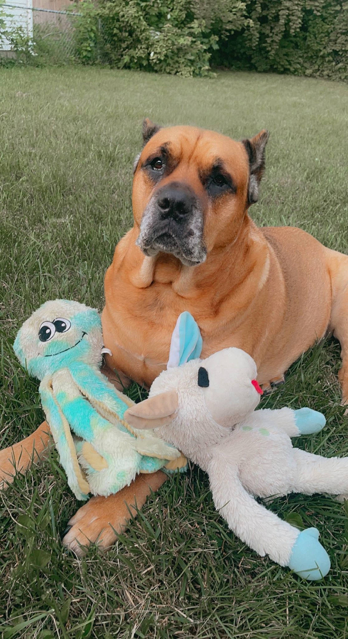 Capo joined the competition — help win amazing prizes! boxer, canidae, carnivore, collar, companion_dog, dog, dog_breed, dog_collar, dog_supply, fawn, grass, mammal, pet_supply, snout, sporting_group, stuffed_toy, toy, vertebrate, working_animal, wrinkle