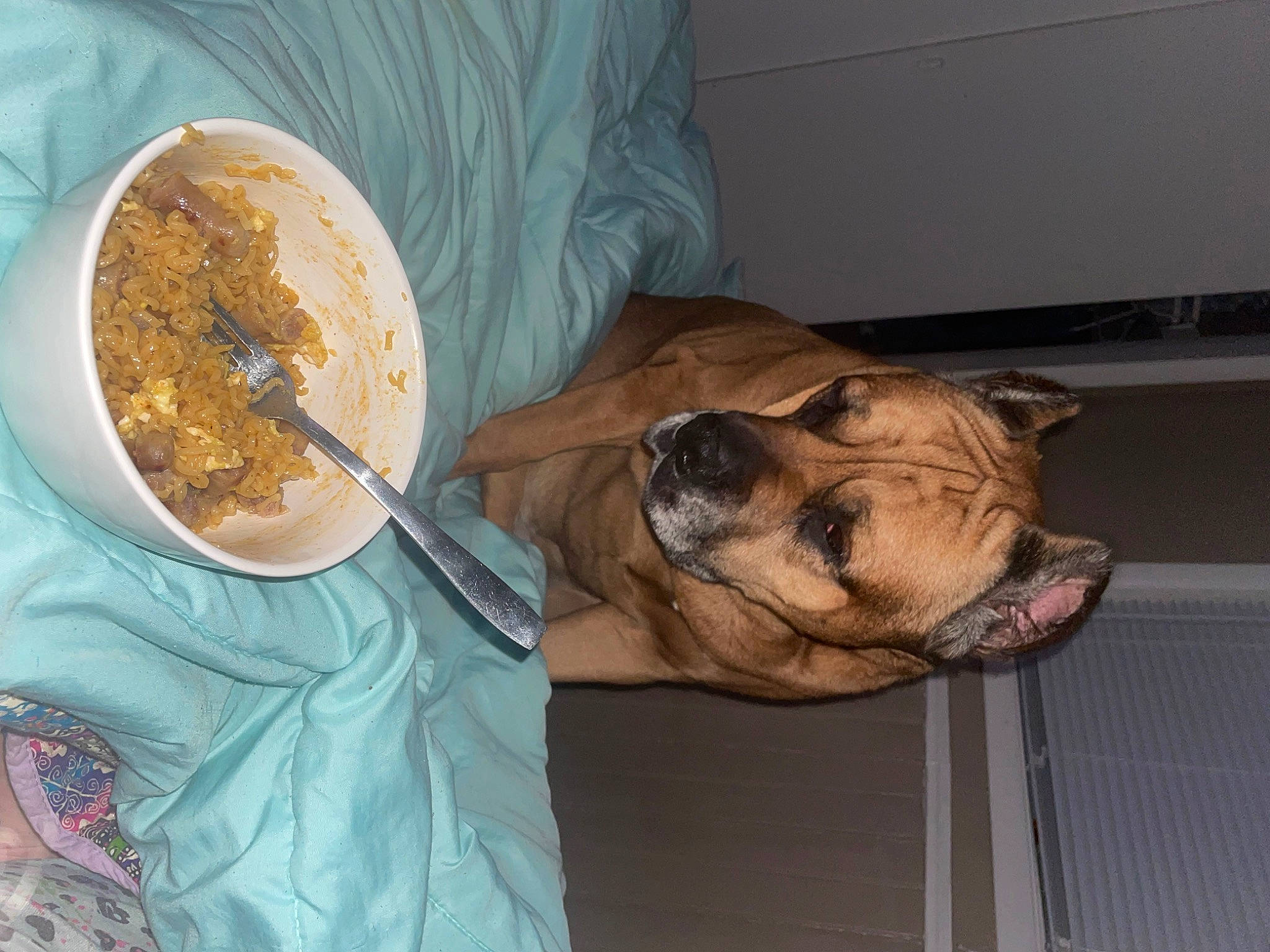 Capo joined the competition — help win amazing prizes! baking, carnivore, collar, comfort_food, companion_dog, cooking, dog, dog_breed, fawn, food, ingredient, mixture, plate, recipe, serveware, sporting_group, tableware, whiskers, working_animal, wrinkle