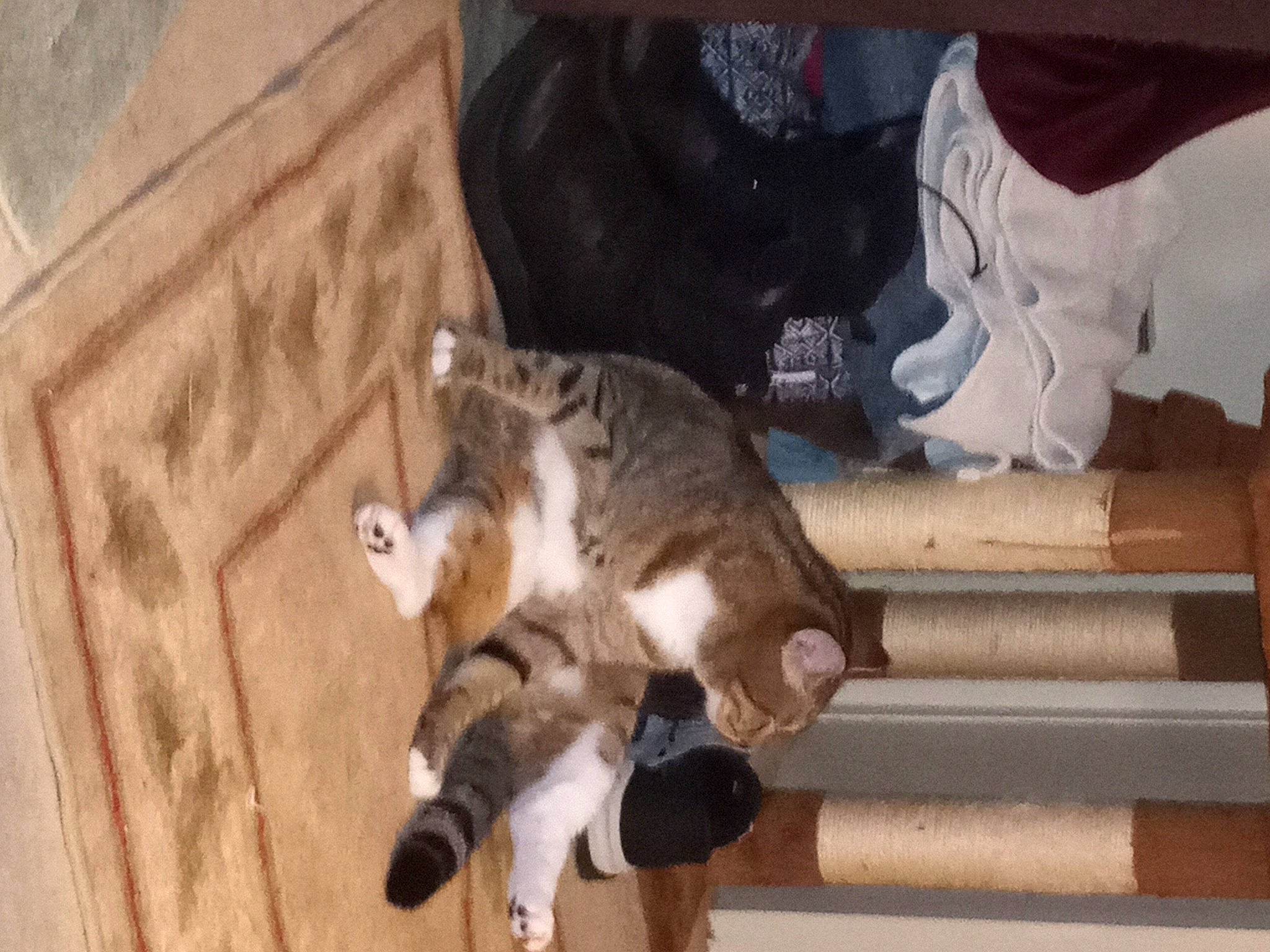 Mittens joined the competition — help win amazing prizes! carnivore, cat, claw, companion_dog, dog_breed, domestic_short_haired_cat, felidae, flooring, fur, hardwood, human_leg, mammal, paw, small_to_medium_sized_cats, tail, vertebrate, whiskers, wood