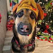 Aries joined the competition — help win amazing prizes! dog, german_shepherd, reindeer_hat, christmas_tree, holiday_decorations, indoors, floor_tiles, christmas_lights, red_collar, close_up, pet, festive, cute, holiday_season, gift_wrap, living_room, christmas_spirit, decor, animal, winter