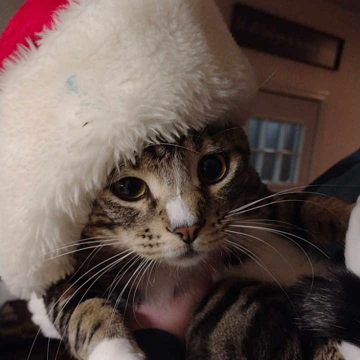Sony joined the competition — help win amazing prizes! cat, tabby, santa_hat, indoor, pet, animal, whiskers, face, fur, cute, holiday, christmas, costume, eyes, hand, person, ceiling_fan, window, text_overlay, cozy