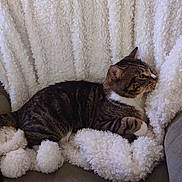 Sony is registered to the contest to win money with this photo: cat, tabby, feline, pet, animal, resting, blanket, fluffy, pom_poms, cozy, indoor, couch, fur, whiskers, side_view, relaxed, soft_texture, comfort, brown, white