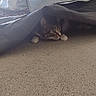 Sony is registered to the contest to win money with this photo: cat, tabby_cat, carpet, indoor, pet, animal, curious, paws, blanket, tent, hiding, feline, fur, whiskers, alert, cute, cozy, home, resting, playful