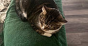 Sony joined the competition — help win amazing prizes! cat, tabby, blanket, green_blanket, couch, furniture, indoor, pet, animal, relaxed, resting, fur, whiskers, ears, flooring, cozy, domestic, living_room, soft_texture, curled_up