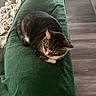 cat, tabby, blanket, green_blanket, couch, furniture, indoor, pet, animal, relaxed, resting, fur, whiskers, ears, flooring, cozy, domestic, living_room, soft_texture, curled_up