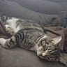 Sony joined the competition — help win amazing prizes! cat, tabby, sleeping, couch, blanket, indoor, pet, feline, relaxed, fur, whiskers, cozy, resting, animal, domestic, comfort, home, closeup, laying, soft