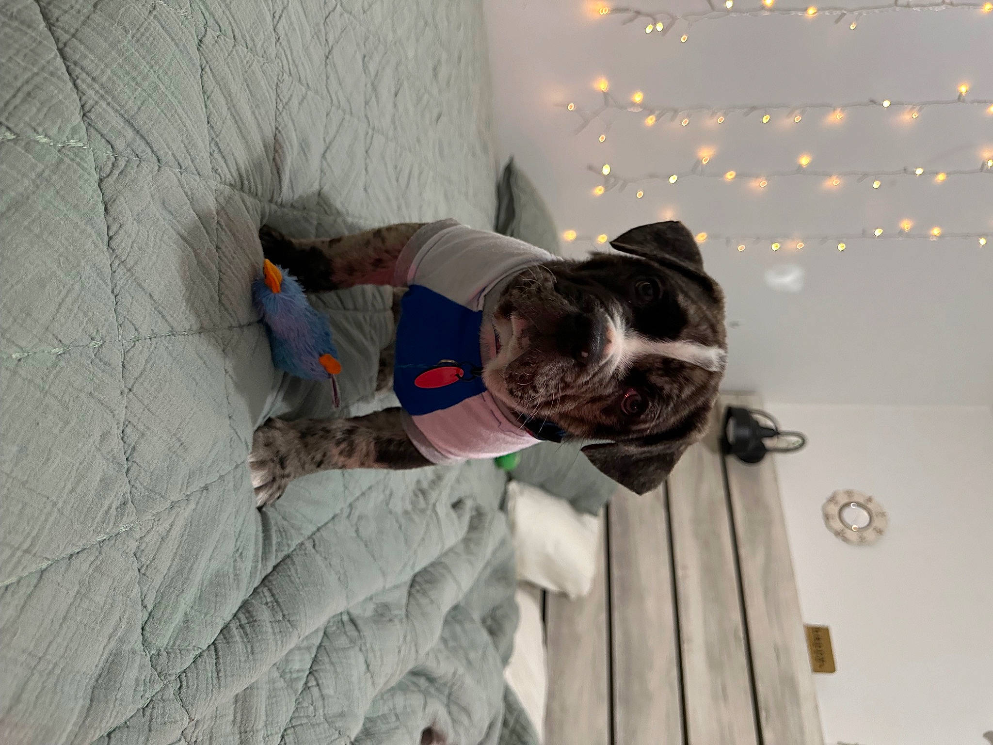 Winston is registered to the contest to win money with this photo: canidae, carnivore, collar, comfort, companion_dog, concrete, dog, dog_breed, dog_collar, fawn, floor, flooring, fur, hardwood, pet_supply, room, sporting_group, tail, wood, working_animal