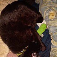 Maleficent joined the competition — help win amazing prizes! cat, black_cat, pet, bed, blanket, toy, human_leg, collar, sleeping, resting, indoor, furry, animal, cozy, comfort, closeup, paw, whiskers, fur, relaxation