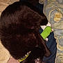 cat, black_cat, pet, bed, blanket, toy, human_leg, collar, sleeping, resting, indoor, furry, animal, cozy, comfort, closeup, paw, whiskers, fur, relaxation