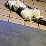 cat, fluffy, lying_down, belly_up, tile_floor, indoor, relaxed, white_fur, black_fur, wooden_cabinet, chair_leg, pet, animal, cute, paws, fur, domestic, resting, sleeping, home