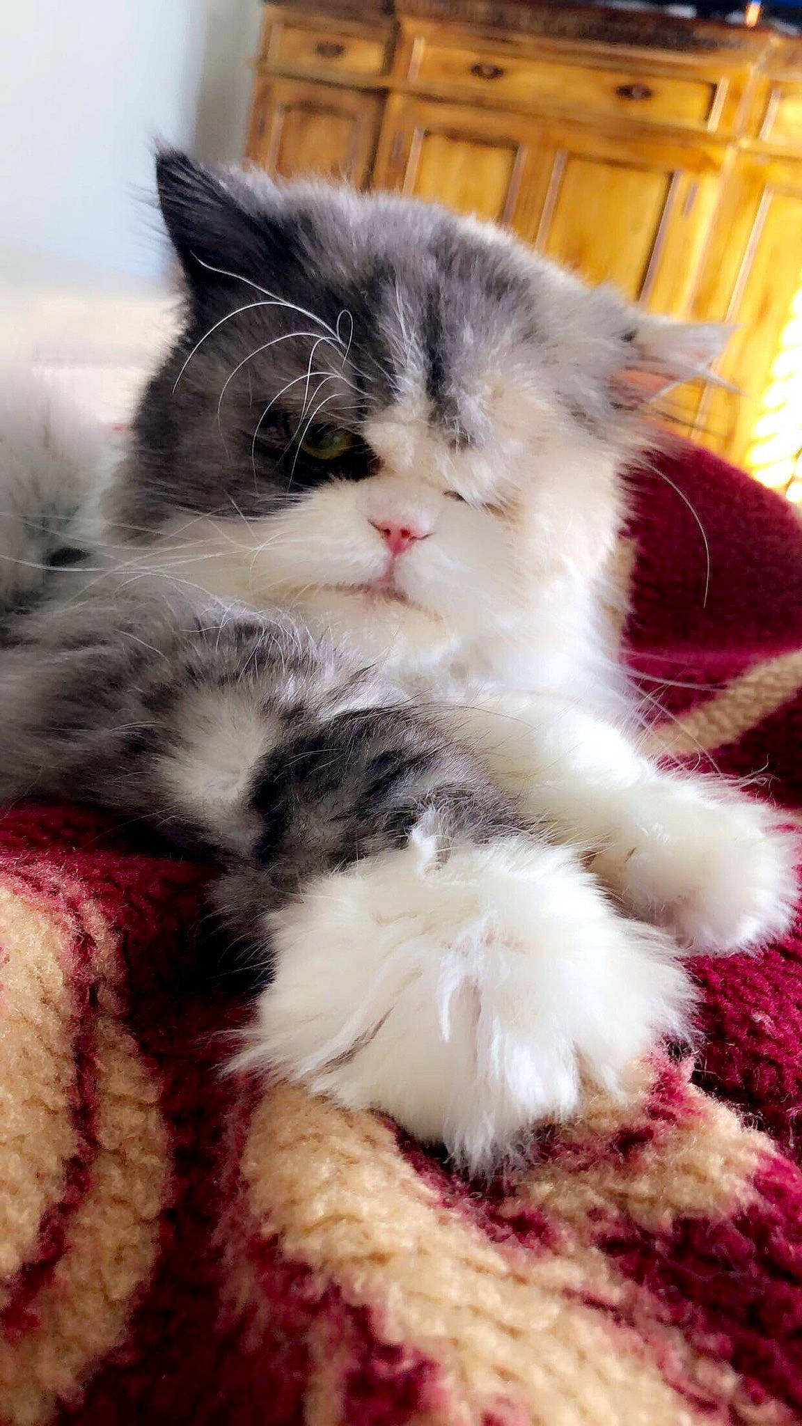 Bliss is registered to the contest to win money with this photo: carnivore, cat, creative_arts, felidae, fur, kitten, knitting, magenta, natural_material, paw, small_to_medium_sized_cats, snout, thread, whiskers, wool, woolen