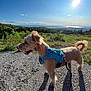 Yoshi is registered to the contest to win money with this photo: dog, harness, leash, outdoor, sunlight, gravel_path, greenery, trees, sky, cloud, ocean, landscape, pet, canine, walking, nature, daytime, shadow, sun, adventure
