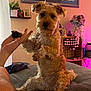 Yoshi is registered to the contest to win money with this photo: dog, pet, hand, couch, living_room, flowers, wine_rack, furniture, person, paw, wall_art, sitting, indoor, brown_dog, curly_fur, interaction, cozy, decor, shelf, table