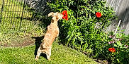 Yoshi is registered to the contest to win money with this photo: dog, small_dog, flower, red_flower, grass, greenery, garden, backyard, sunny, fence, plant, outdoor, curious, pet, nature, daylight, yard, canine, bush, animal