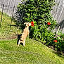 dog, small_dog, flower, red_flower, grass, greenery, garden, backyard, sunny, fence, plant, outdoor, curious, pet, nature, daylight, yard, canine, bush, animal