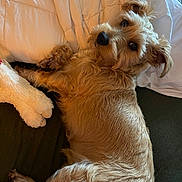 Yoshi is registered to the contest to win money with this photo: dog, fluffy, brown_fur, pet, lying_down, blanket, plush_toy, cozy, indoor, cute, looking_back, soft_texture, fur, animal, companion, relaxed, bed, resting, domestic, adorable