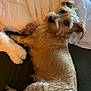 dog, fluffy, brown_fur, pet, lying_down, blanket, plush_toy, cozy, indoor, cute, looking_back, soft_texture, fur, animal, companion, relaxed, bed, resting, domestic, adorable
