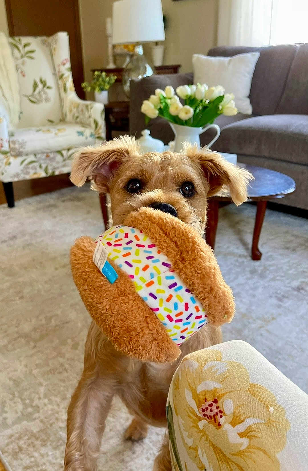 Yoshi joined the competition — help win amazing prizes! dog, toy, plush_toy, living_room, armchair, floral_pattern, table, vase, flowers, tulips, carpet, sofa, pillow, wooden_furniture, pet, playful, indoor, cute, small_dog, ears