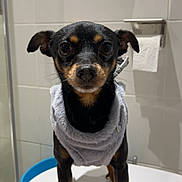 Rocky a rejoint le concours — aidez-le/la à gagner de superbes lots ! dog, small_dog, pet, indoor, bathroom, toilet_paper, tile_wall, gray_sweater, black_and_tan, standing, curious, close_up, fur, animal, cute, looking_at_camera, paw, snout, ears, shadow