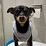dog, small_dog, pet, indoor, bathroom, toilet_paper, tile_wall, gray_sweater, black_and_tan, standing, curious, close_up, fur, animal, cute, looking_at_camera, paw, snout, ears, shadow