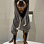 dog, hoodie, pet, animal, standing, black_and_tan, small_dog, indoors, white_surface, tile_wall, cute, clothing, canine, portrait, looking_at_camera, domestic_animal, fur, ears, four_legs, toilet_paper_holder